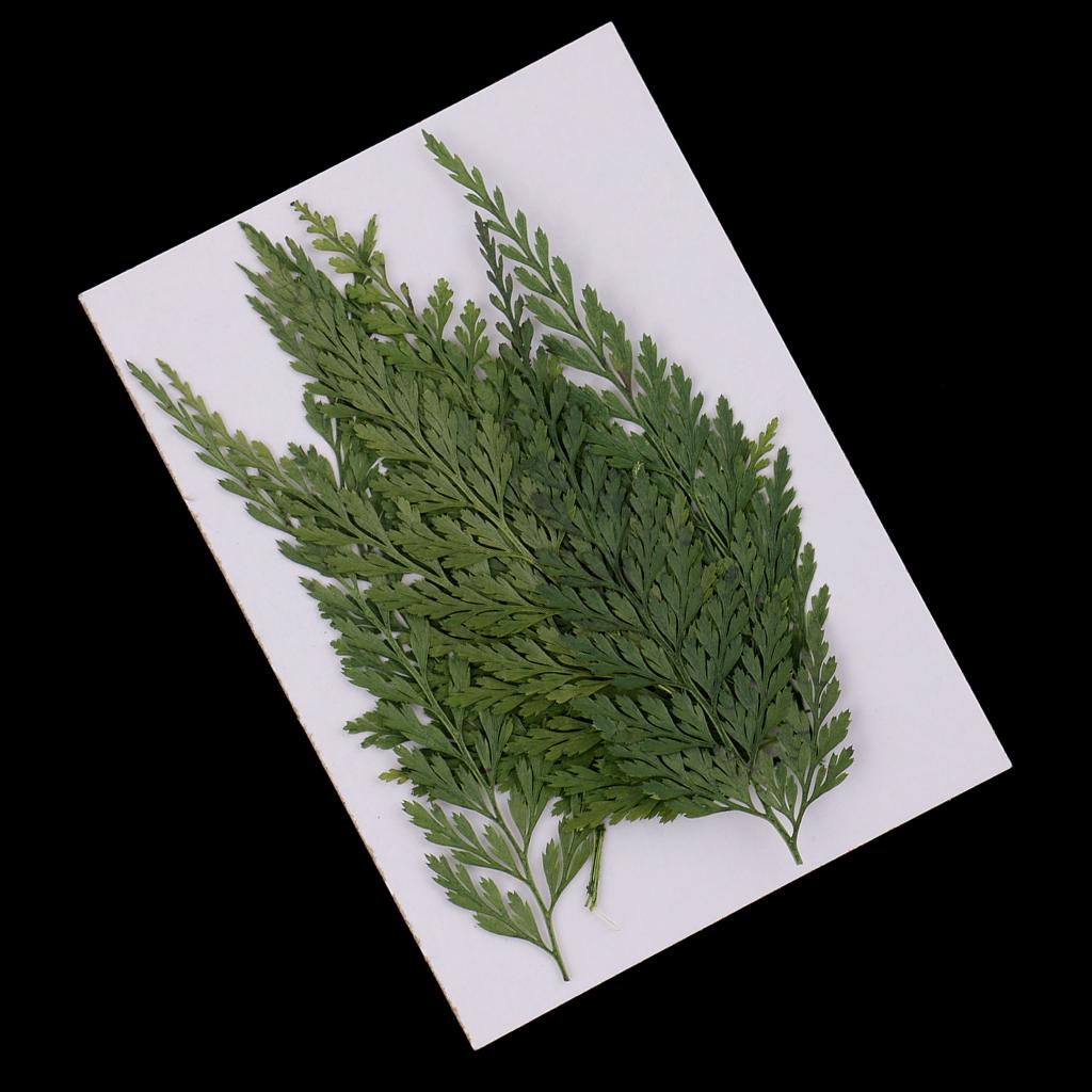 Fiori Secchi Naturali con Fogl - Art Craft Flower Making recensione e prezzo
