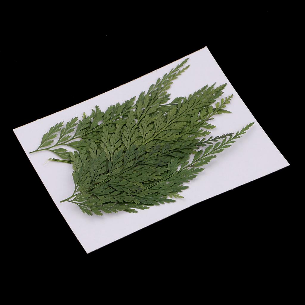 Fiori Secchi Naturali con Fogl - Art Craft Flower Making recensione e prezzo